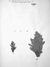 Typhula quercina image